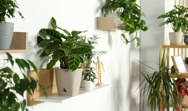 groene kamerplanten